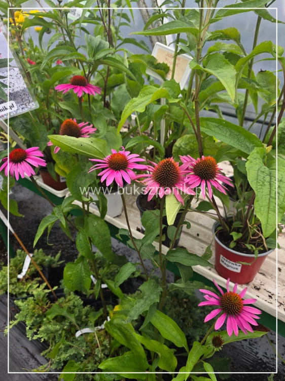 Jeżówka 'Magnus' (Echinacea purpurea