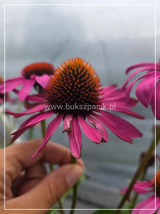 Jeżówka 'Magnus' (Echinacea purpurea