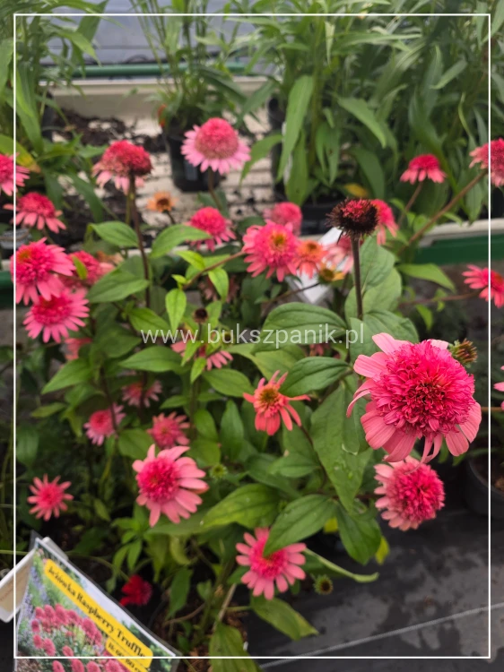 Jeżówka 'Raspberry Truffle' (Echinacea)