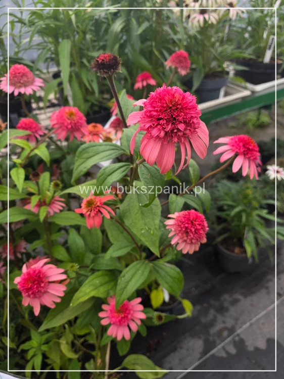 Jeżówka 'Raspberry Truffle' (Echinacea)