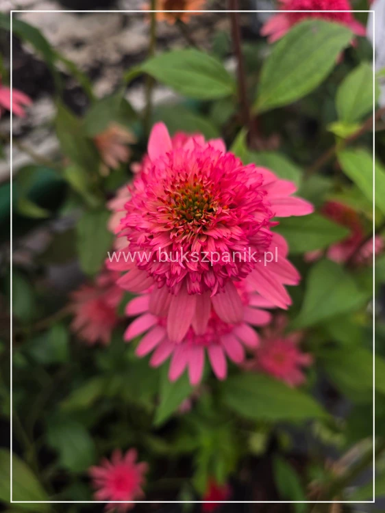 Jeżówka 'Raspberry Truffle' (Echinacea)