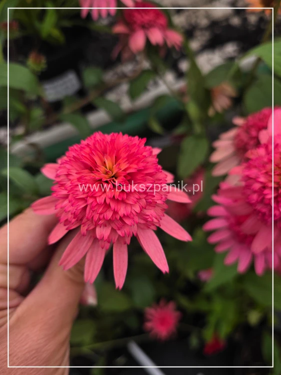 Jeżówka 'Raspberry Truffle' (Echinacea)