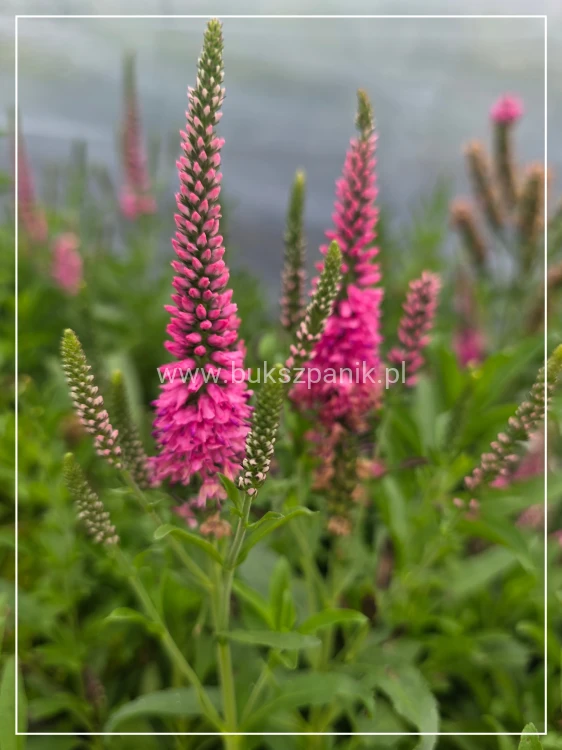 Przetacznik kłosowy 'Rotfuchs'- Veronica spicata