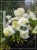 Hortensja bukietowa "POLAR BEAR" - Hydrangea paniculata
