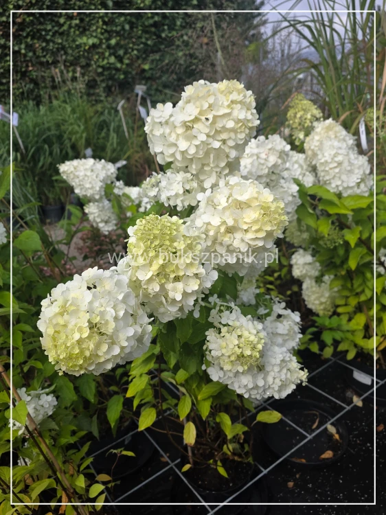 Hortensja bukietowa "POLAR BEAR" - Hydrangea paniculata