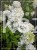 Hortensja bukietowa "POLAR BEAR" - Hydrangea paniculata