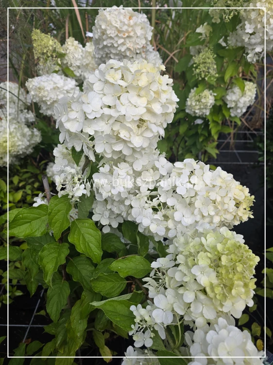 Hortensja bukietowa "POLAR BEAR" - Hydrangea paniculata