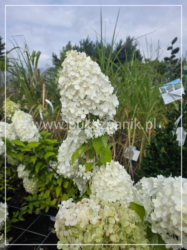 Hortensja bukietowa "POLAR BEAR" - Hydrangea paniculata