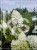 Hortensja bukietowa "POLAR BEAR" - Hydrangea paniculata