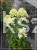 Hortensja bukietowa 'Magical Candle' Hydrangea paniculata c5l