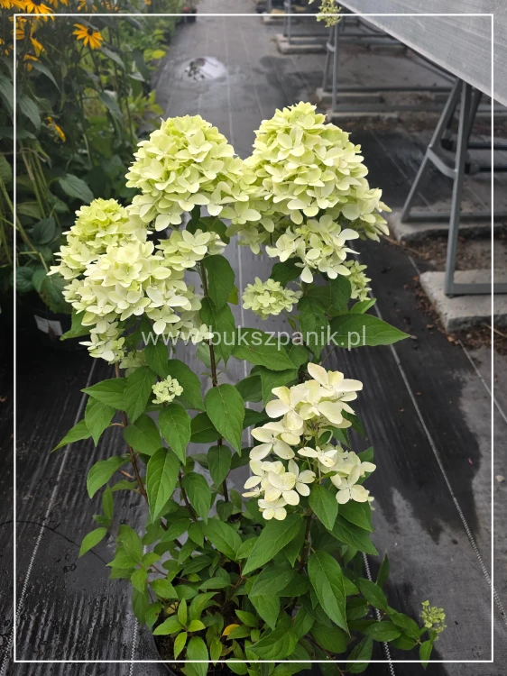Hortensja bukietowa 'Magical Candle' Hydrangea paniculata c5l