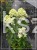 Hortensja bukietowa 'Magical Candle' Hydrangea paniculata c5l
