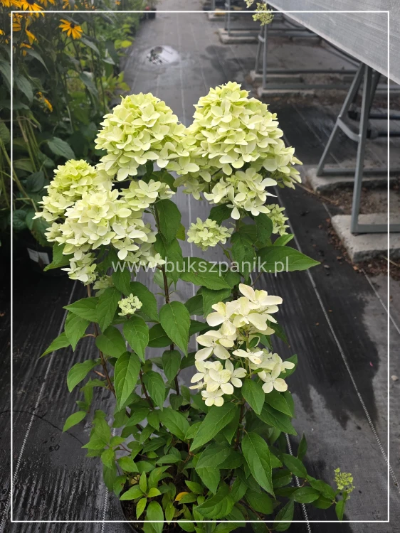 Hortensja bukietowa 'Magical Candle' Hydrangea paniculata c5l