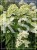 Hortensja bukietowa 'Magical Candle' Hydrangea paniculata c5l