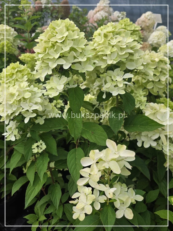 Hortensja bukietowa 'Magical Candle' Hydrangea paniculata c5l
