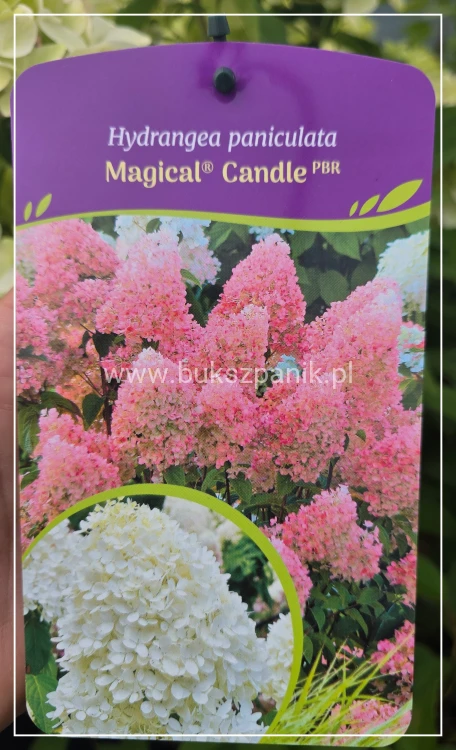 Hortensja bukietowa 'Magical Candle' Hydrangea paniculata c5l