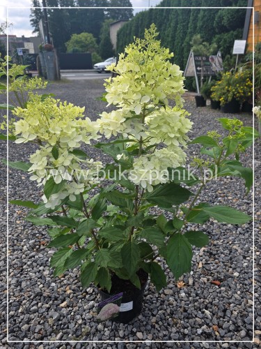 Hortensja bukietowa "PHANTOM" -Hydrangea paniculata