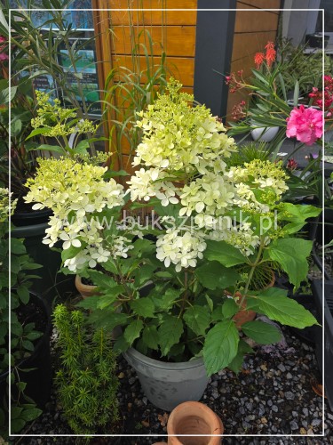 Hortensja bukietowa "PHANTOM" -Hydrangea paniculata