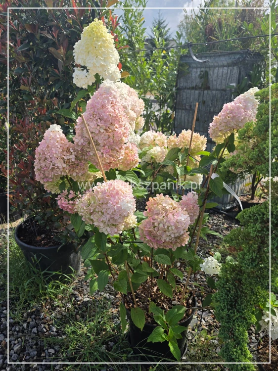 Hortensja bukietowa VANILLE FRAISE - Hydrangea paniculata