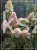Hortensja bukietowa VANILLE FRAISE - Hydrangea paniculata