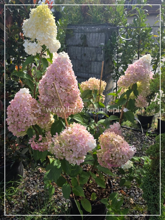Hortensja bukietowa VANILLE FRAISE - Hydrangea paniculata
