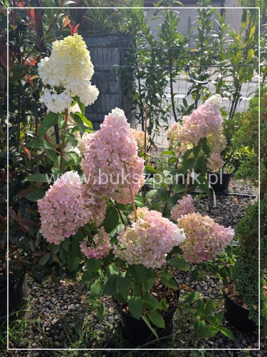 Hortensja bukietowa VANILLE FRAISE - Hydrangea paniculata