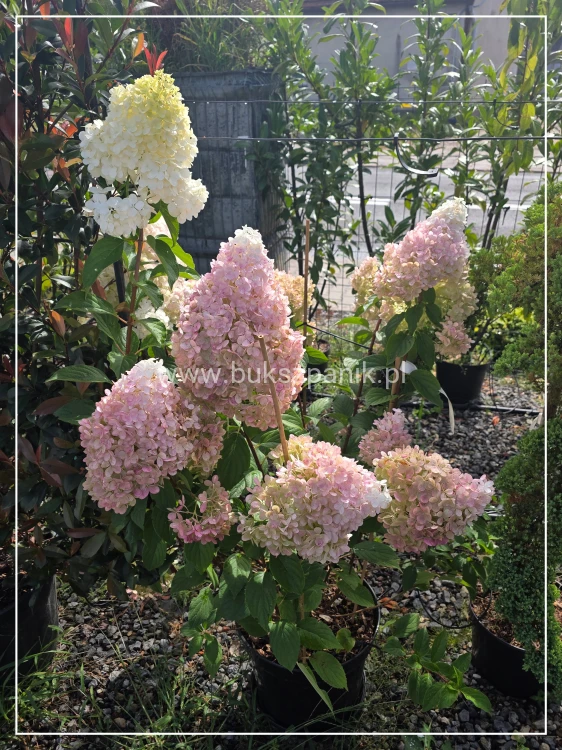 Hortensja bukietowa VANILLE FRAISE - Hydrangea paniculata