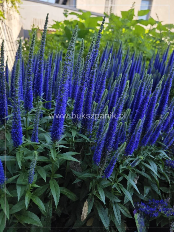 Przetacznik Kłosowy Ulster Blue Dwarf- Veronica spicata