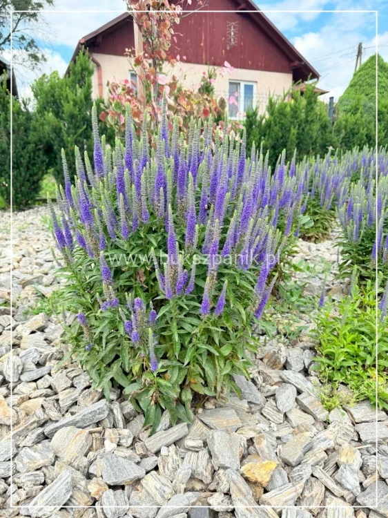Przetacznik Kłosowy Ulster Blue Dwarf- Veronica spicata