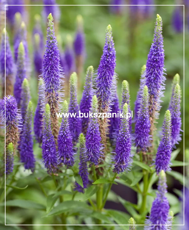 Przetacznik Kłosowy Ulster Blue Dwarf- Veronica spicata