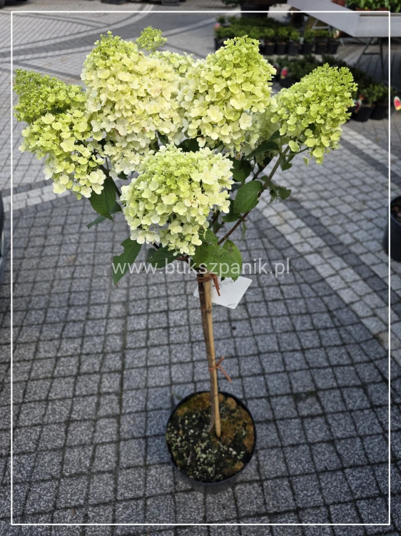 Hortensja bukietowa BOBO na PNIU PA 60cm - Hydrangea paniculata