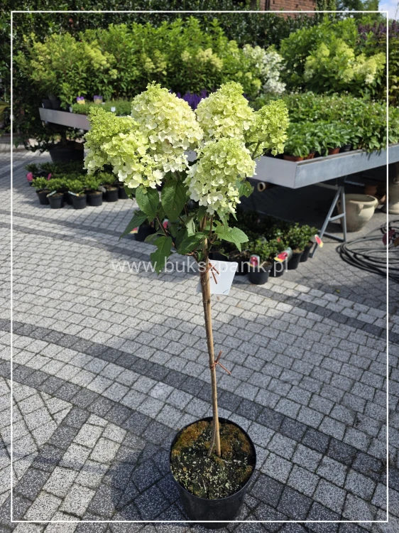 Hortensja bukietowa BOBO na PNIU PA 60cm - Hydrangea paniculata
