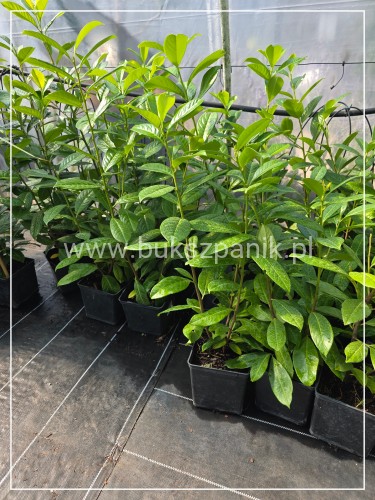 Laurowiśnia wschodnia NOVITA` - Prunus