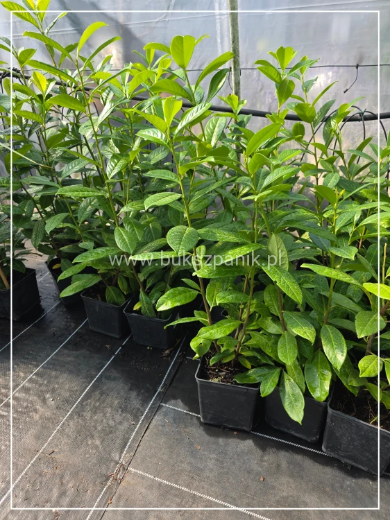 Laurowiśnia wschodnia NOVITA` - Prunus
