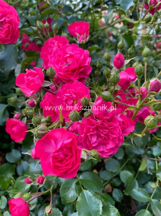 Róża okrywowa malinowa - Rosa c2l