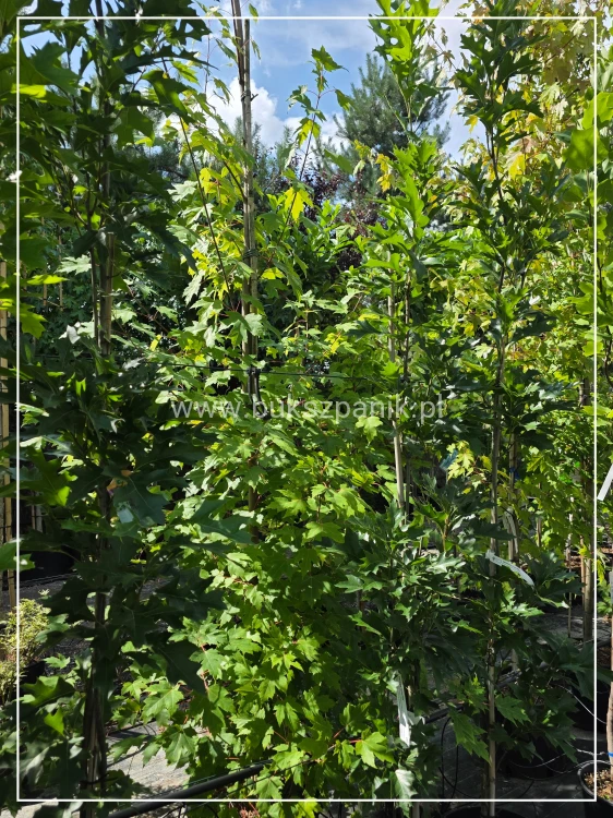Dąb błotny GREEN PILLAR- Quercus Palustris