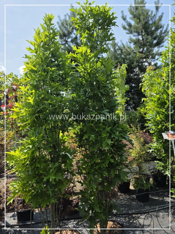 Dąb błotny GREEN PILLAR- Quercus Palustris