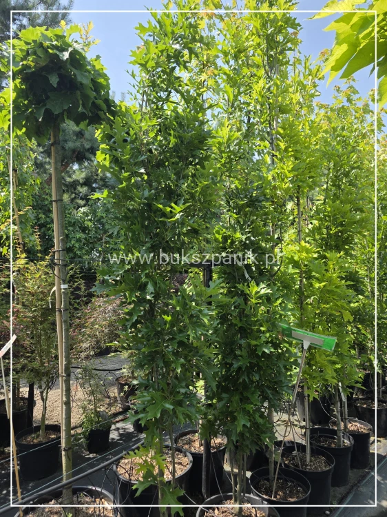 Dąb błotny GREEN PILLAR- Quercus Palustris