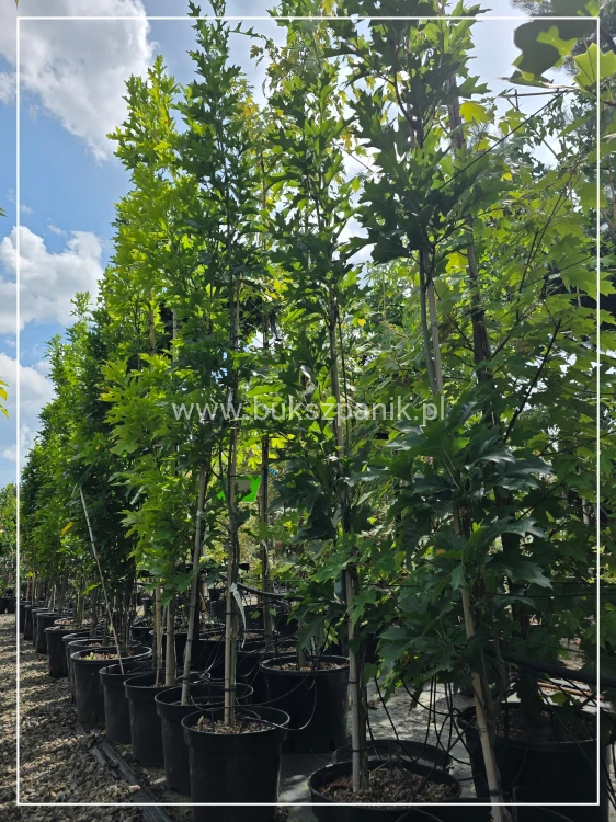 Dąb błotny GREEN PILLAR- Quercus Palustris