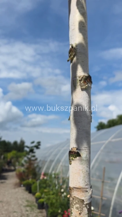 Brzoza brodawkowata - Betula