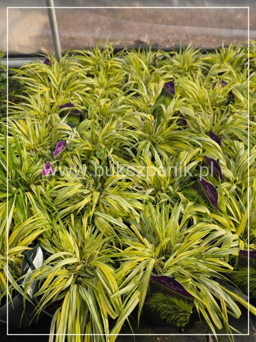 Hakonechloa macra ‘Aureola’