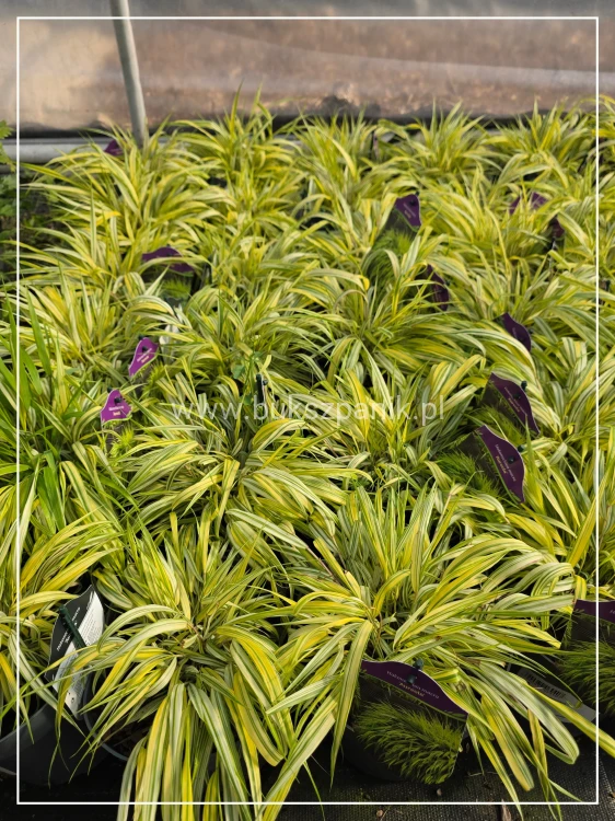 Hakonechloa macra ‘Aureola’