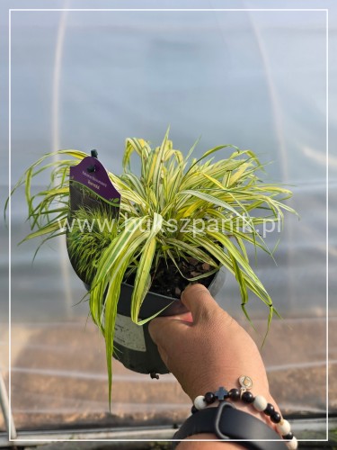 Hakonechloa macra ‘Aureola’