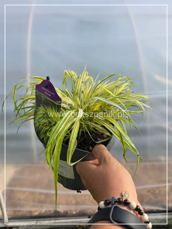 Hakonechloa macra ‘Aureola’