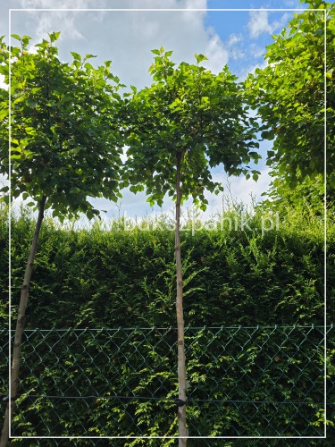 Brzoza brodawkowata MAGICAL GLOBE PA225, ob 8-10cm- Betula pendula