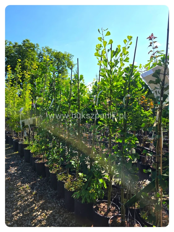 1000019145.jpg