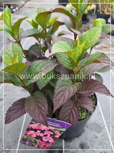 Hortensja piłkowana ‘Daredevil’ (Hydrangea serrata