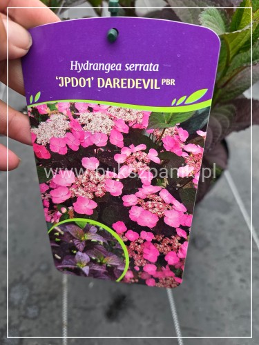 Hortensja piłkowana ‘Daredevil’ (Hydrangea serrata