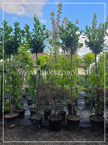 Laurowiśnia wschodnia NOVITA Pa 190-200cm - Prunus laurocerasus