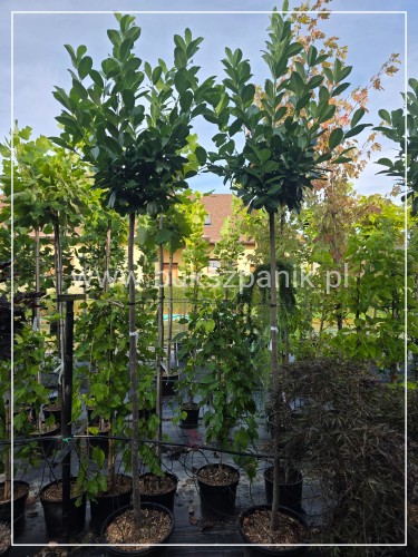 Laurowiśnia wschodnia NOVITA Pa 190-200cm - Prunus laurocerasus